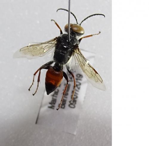 Astata rufipes rufipes